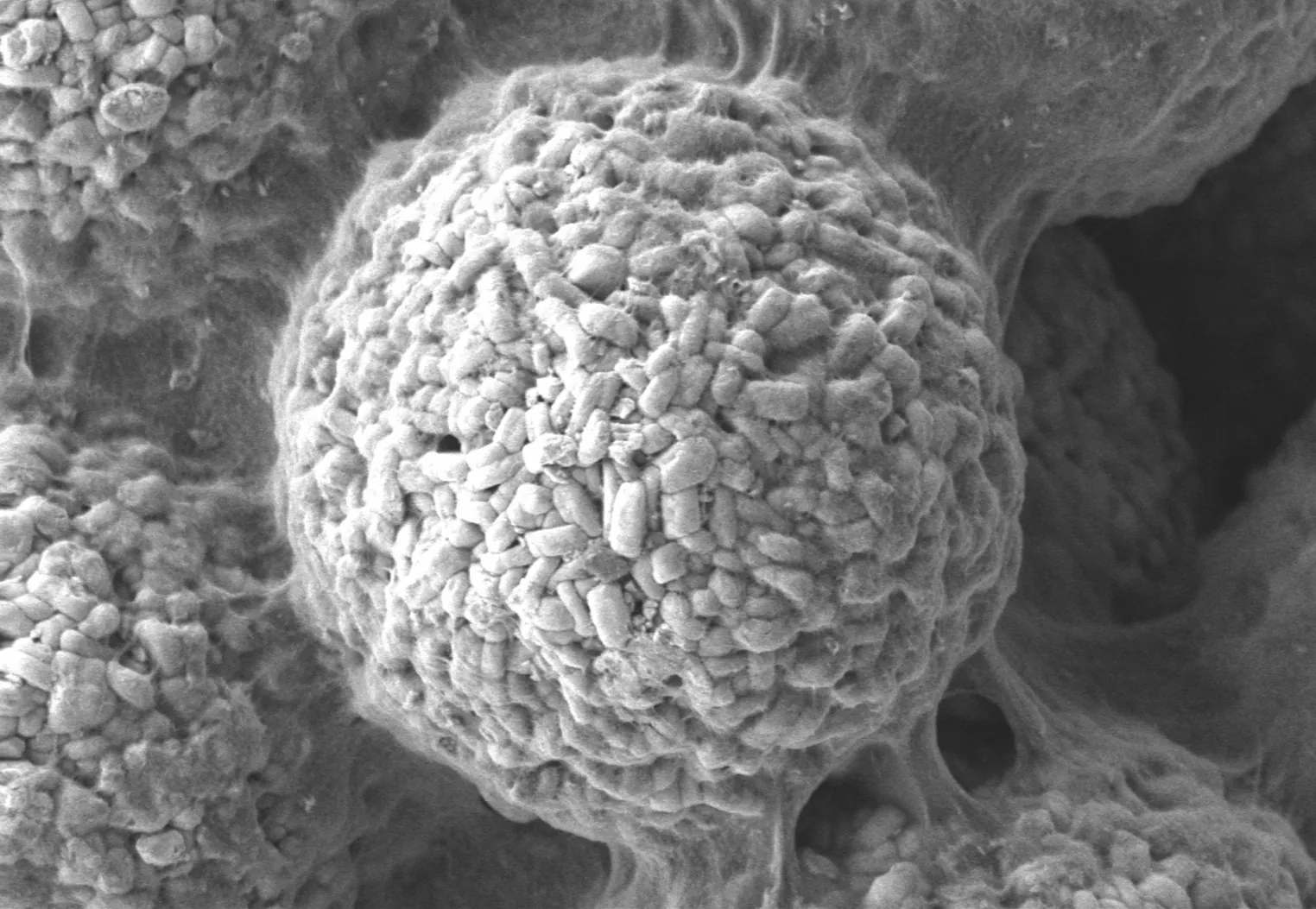 NXSP SEM Scan